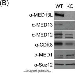 Anti-MED13 antibody used in Western Blot (WB). GTX129674