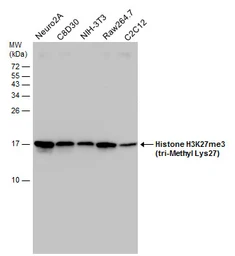 Anti-Histone H3K27me3 (Tri-methyl Lys27) antibody used in Western Blot (WB). GTX129774