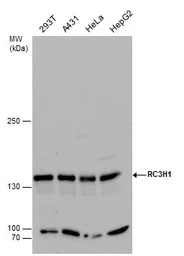 Anti-RC3H1 antibody used in Western Blot (WB). GTX129780