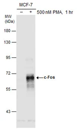 Anti-c-Fos antibody used in Western Blot (WB). GTX129846