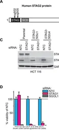 Anti-SA1 antibody used in Western Blot (WB). GTX129912