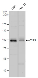 Anti-TLE1 antibody used in Western Blot (WB). GTX129993