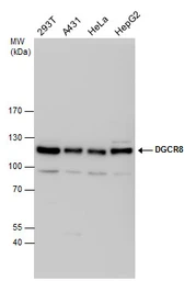 Anti-DGCR8 antibody used in Western Blot (WB). GTX130061