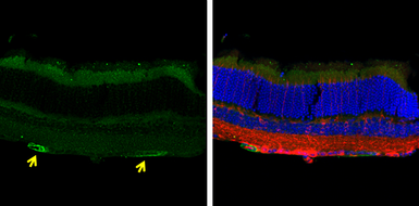 Anti-CD90 antibody used in IHC (Frozen sections) (IHC-Fr). GTX130072