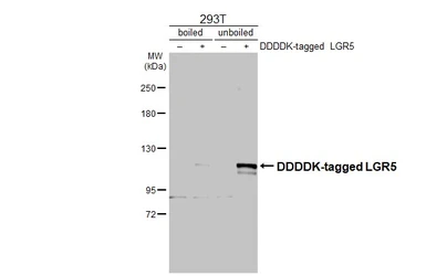 Anti-LGR5 antibody used in Western Blot (WB). GTX130204