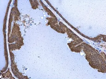 Anti-STX17 antibody used in IHC (Paraffin sections) (IHC-P). GTX130212