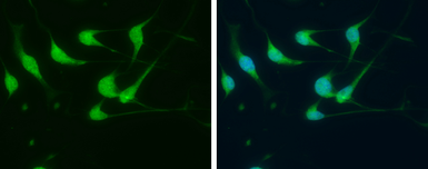 Anti-FGF14 antibody used in Immunocytochemistry/ Immunofluorescence (ICC/IF). GTX130346