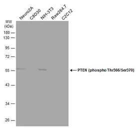 Anti-PTEN (phospho Thr366/Ser370) antibody used in Western Blot (WB). GTX130418