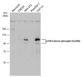 Anti-p120 Catenin (phospho Ser268) antibody used in Western Blot (WB). GTX130428
