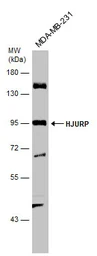 Anti-HJURP antibody used in Western Blot (WB). GTX130591