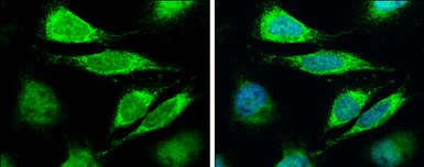 Anti-LASS2 antibody used in Immunocytochemistry/ Immunofluorescence (ICC/IF). GTX130744