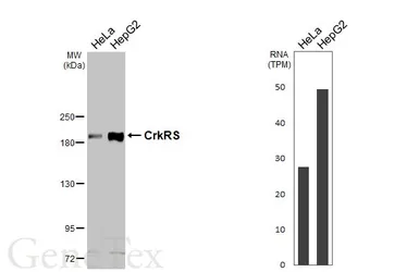 Anti-CDK12 antibody used in Western Blot (WB). GTX130809