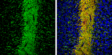 Anti-STOP antibody used in IHC (Frozen sections) (IHC-Fr). GTX130830