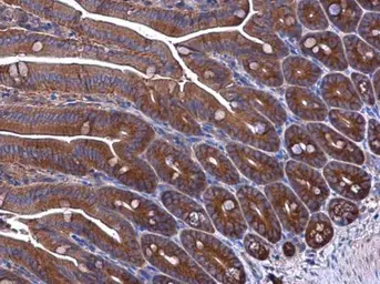 Anti-EPRS antibody used in IHC (Paraffin sections) (IHC-P). GTX130848