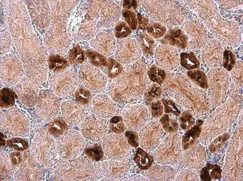 Anti-Calbindin antibody used in IHC (Paraffin sections) (IHC-P). GTX130856