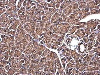 Anti-SPTBN1 antibody used in IHC (Paraffin sections) (IHC-P). GTX130935