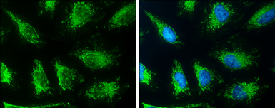 Anti-SLC19A2 antibody used in Immunocytochemistry/ Immunofluorescence (ICC/IF). GTX131042