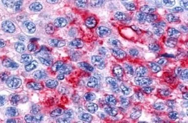 Anti-ROR beta antibody used in IHC (Paraffin sections) (IHC-P). GTX13113