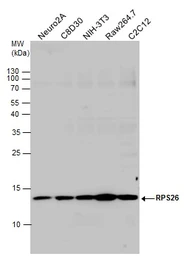Anti-RPS26 antibody used in Western Blot (WB). GTX131193