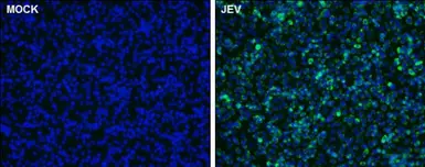Anti-Japanese encephalitis virus NS1 antibody used in Immunocytochemistry/ Immunofluorescence (ICC/IF). GTX131369