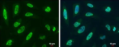 Anti-RBM8A antibody used in Immunocytochemistry/ Immunofluorescence (ICC/IF). GTX131387