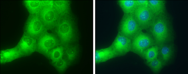 Anti-SLK antibody used in Immunocytochemistry/ Immunofluorescence (ICC/IF). GTX131438