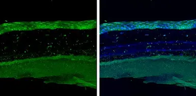 Anti-COL9A3 antibody used in IHC (Paraffin sections) (IHC-P). GTX131602
