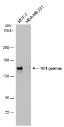 Anti-TIF1 gamma antibody used in Western Blot (WB). GTX131686