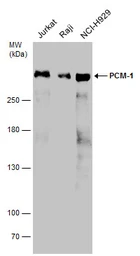 Anti-PCM1 antibody used in Western Blot (WB). GTX131724