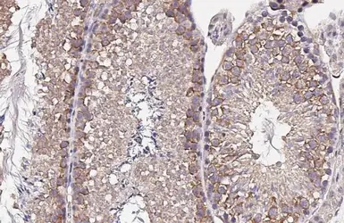 Anti-PCM1 antibody used in IHC (Paraffin sections) (IHC-P). GTX131724