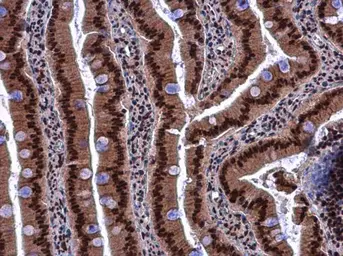 Anti-KHSRP antibody used in IHC (Paraffin sections) (IHC-P). GTX131804