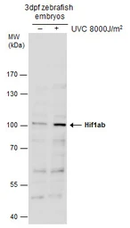 Anti-Hif1ab antibody used in Western Blot (WB). GTX131826