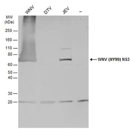 Anti-West Nile virus NS3 protein antibody used in Western Blot (WB). GTX131955