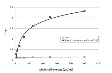 Anti-West Nile virus NS3 protein antibody used in ELISA (ELISA). GTX131955