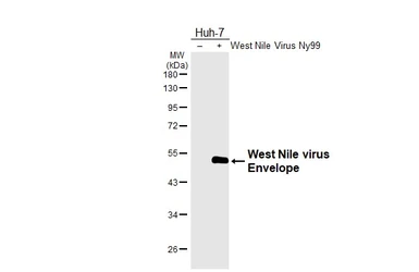 Anti-West Nile virus Envelope antibody used in Western Blot (WB). GTX132052