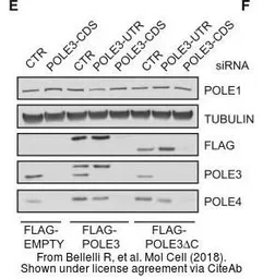 Anti-POLE antibody used in Western Blot (WB). GTX132100