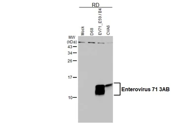 Anti-Enterovirus 71 3AB antibody used in Western Blot (WB). GTX132344