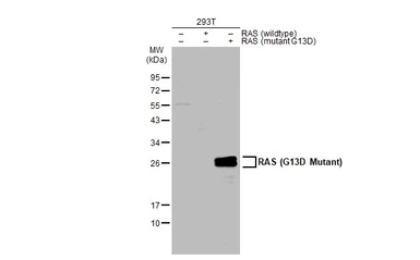 Anti-RAS (G13D Mutant) antibody used in Western Blot (WB). GTX132410