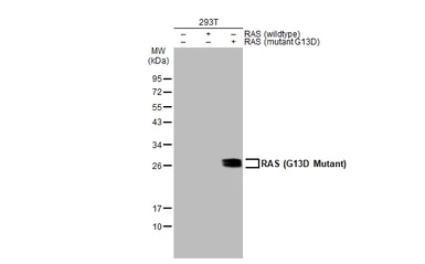 Anti-RAS (G13D Mutant) antibody used in Western Blot (WB). GTX132412