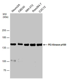 Anti-PI3 kinase p150 antibody used in Western Blot (WB). GTX132466