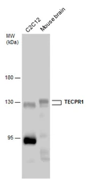 Anti-TECPR1 antibody used in Western Blot (WB). GTX132572