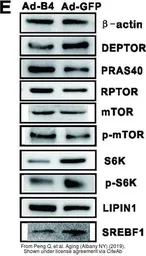 Anti-mTOR (phospho Ser2448) antibody used in Western Blot (WB). GTX132803