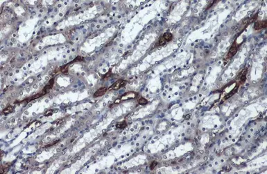 Anti-Aquaporin 1 antibody used in IHC (Paraffin sections) (IHC-P). GTX132870