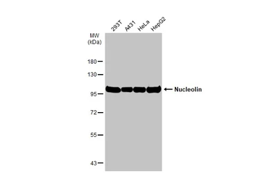 Anti-Nucleolin antibody used in Western Blot (WB). GTX132891
