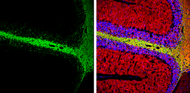 Anti-Myelin basic protein antibody used in IHC (Frozen sections) (IHC-Fr). GTX133108