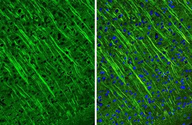 Anti-MAP2 antibody used in IHC (Paraffin sections) (IHC-P). GTX133109