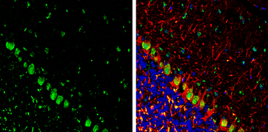 Anti-Somatostatin antibody used in IHC (Frozen sections) (IHC-Fr). GTX133119