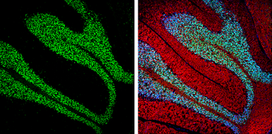 Anti-NeuN antibody used in IHC (Frozen sections) (IHC-Fr). GTX133127