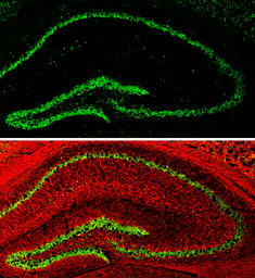 Anti-NeuN antibody used in IHC (Frozen sections) (IHC-Fr). GTX133127