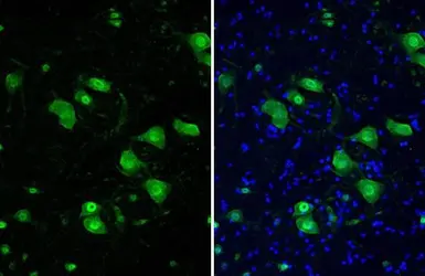 Anti-NeuN antibody used in IHC (Frozen sections) (IHC-Fr). GTX133127